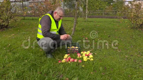 工人在花园里分拣苹果视频的预览图