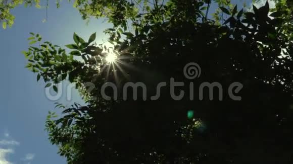 太阳透过树枝闪耀视频的预览图