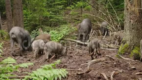 一群野猪在森林里吃草森林的野生生物视频的预览图