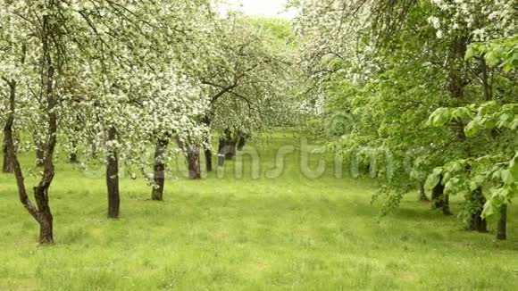 农场里的苹果树小巷光滑的滑杆白天干净明亮视频的预览图