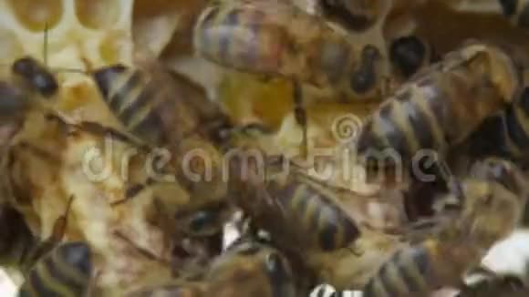 高清蜂窝上的蜜蜂近景视频的预览图
