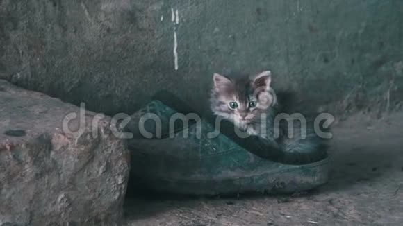 流浪的灰色毛茸茸的小猫正坐在街上的鞋子上视频的预览图