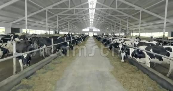 农场谷仓里的牛视频的预览图