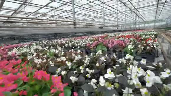开花的苗圃花卉成排便于运输4K视频的预览图