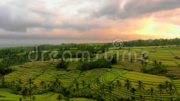 空中拍摄的Jatiluwih绿地村巴厘岛上令人惊叹的水稻梯田博士向前走视频的预览图