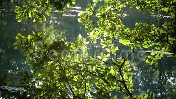 橡树的枝干在阳光的照射下弯折在水面上反射在湖面上视频的预览图