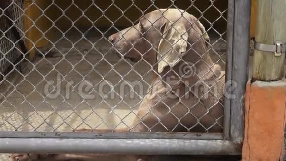 孤独的笼中狗犬忽视虐待视频的预览图