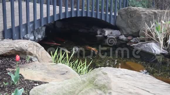 锦鲤在池塘里游泳视频的预览图