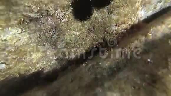 两只海胆粘在礁石上视频的预览图