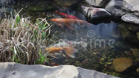 锦鲤在池塘里游泳视频的预览图