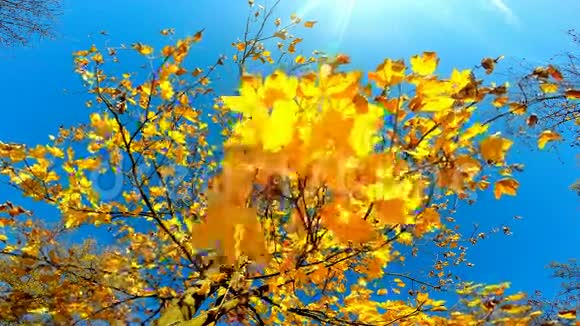 树木在秋天树冠视频的预览图