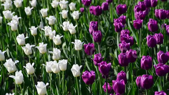 花坛里有许多紫丁香和白色郁金香视频的预览图