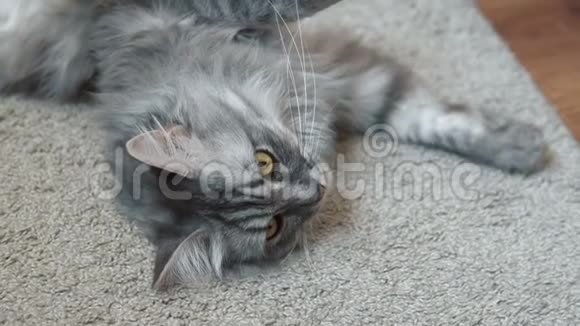 一只灰毛绒的猫在地毯上休息视频的预览图