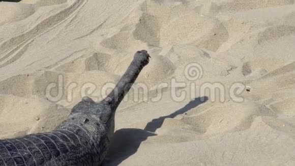 盖尔鳄鱼加维亚利斯干戈地修斯也被称为沙上的伽维亚休息视频的预览图