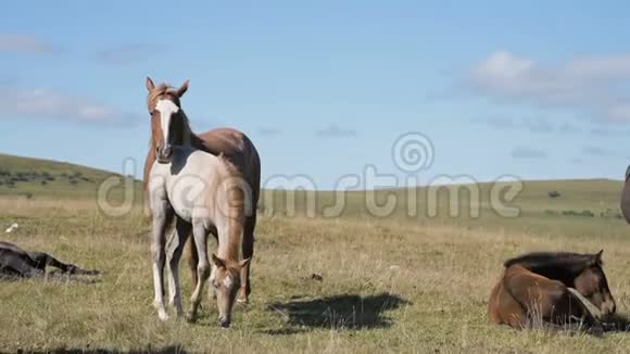 一匹棕色的马在一片高山草地上觅食周围是一群小驹农场马匹养殖视频的预览图