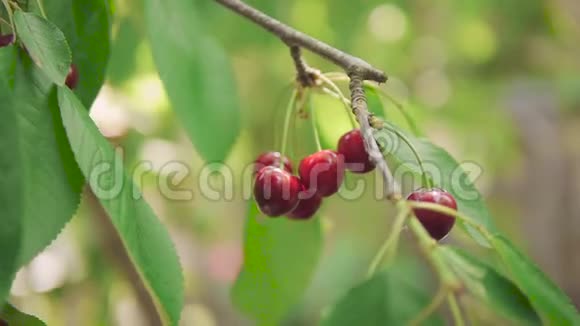 雌性从树上撕下红色成熟樱桃视频的预览图