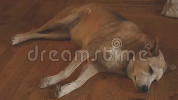 大型成年狗躺在地板上视频的预览图