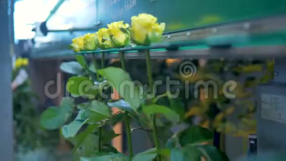 黄玫瑰在花卉工业厂分类视频的预览图