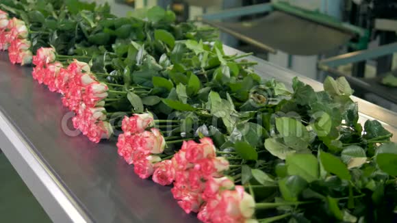 在花卉工厂的传送带上绑花视频的预览图