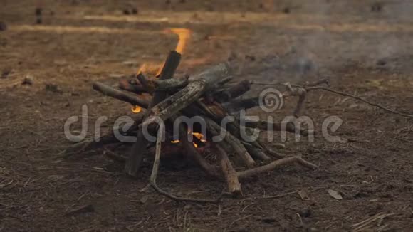秋松林篝火温暖的夜晚营火慢燃视频的预览图