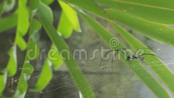 台北山林中的一只雌性巨木蜘蛛视频的预览图