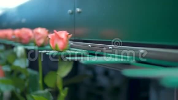 粉红玫瑰正在花厂分类视频的预览图