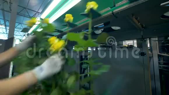 花厂玫瑰的处理视频的预览图