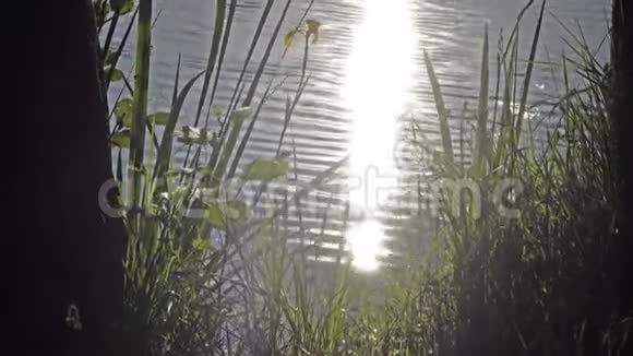 湖面上的阳光湖上金色夕阳日出水中的汗液视频的预览图