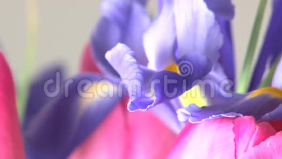 鲜艳的紫色旋转的花朵视频的预览图