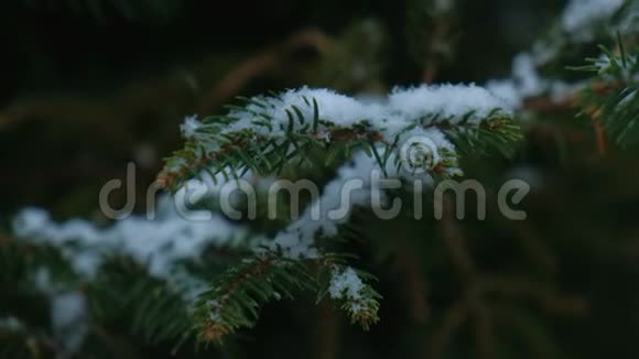 特写镜头转向雪片降落在杉树枝上视频的预览图
