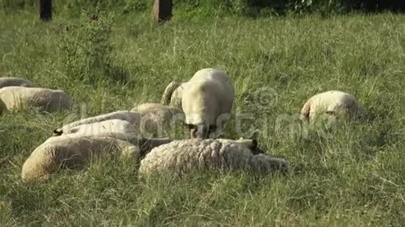 春天绵羊在绿草上休息绵羊躺在草地上休息视频的预览图