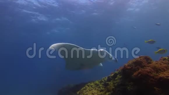 优雅平静的曼塔雷和鱼在温和的阳光下蓝色海水和美丽的珊瑚礁视频的预览图