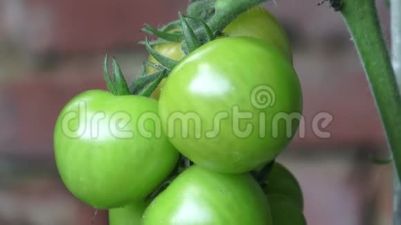 生长在树枝上的绿色西红柿它是在花园里栽培的视频的预览图