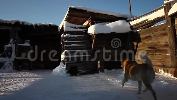 狗在村子里的一所房子附近玩耍视频的预览图