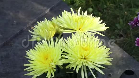 美丽的黄菊花盛开的黄菊花特写镜头视频的预览图