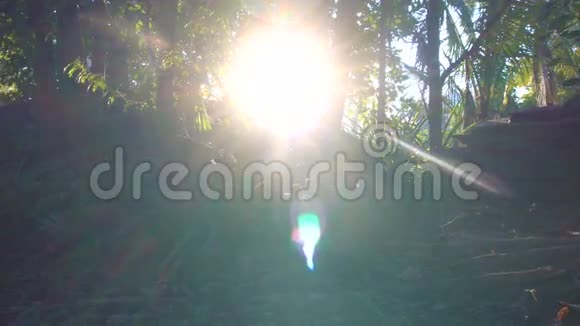 阳光透过丛林中的树木照耀视频的预览图