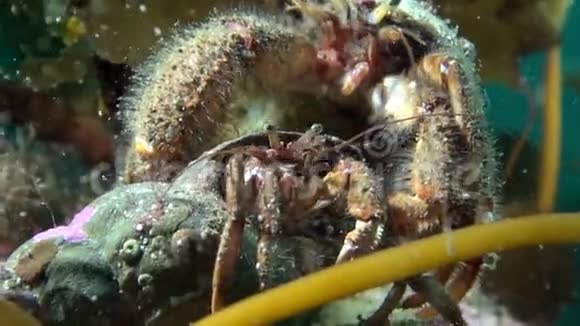 在巴伦支海水下寻找食物的癌症隐士视频的预览图