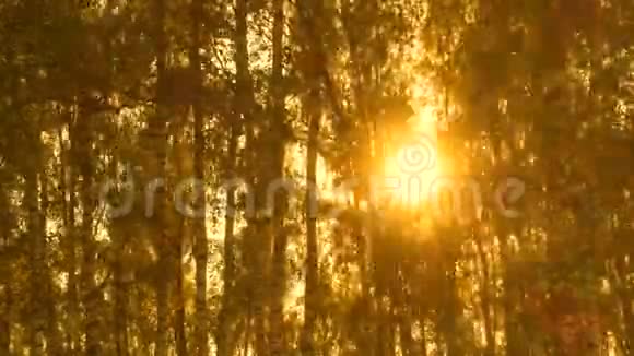 时间流逝的树木在阳光下森林在美丽的日落视频的预览图