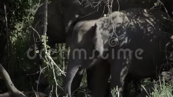 大象小牛与母亲一起放牧视频的预览图