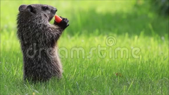 可爱的小土拨鼠在一个春天的早晨在绿草中吃胡萝卜视频的预览图