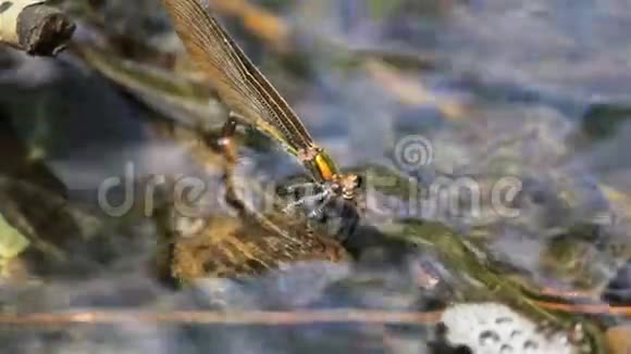 蜻蜓在水下产卵视频的预览图