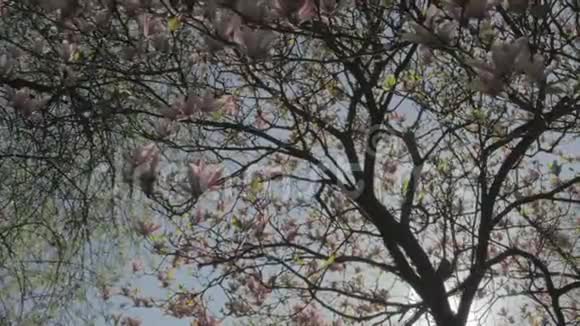 春天自然粉红玉兰树日出视频的预览图