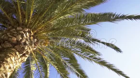 以太阳为背景的蓝天为背景的绿色异国棕榈树的底部景色视频的预览图