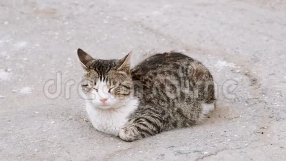 流浪猫躺在街道的沥青路面上视频的预览图