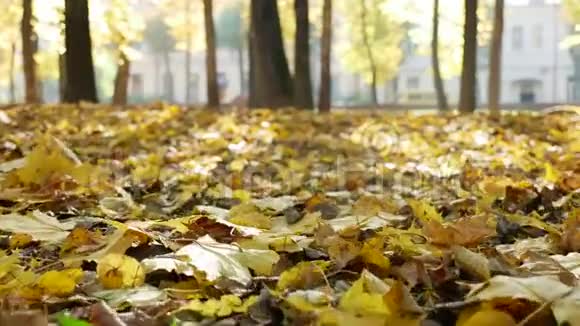 秋天橙色的叶子躺在地上视频的预览图