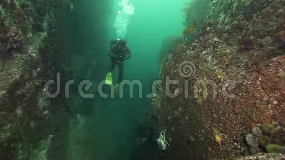 潜水员和国王螃蟹在堪察加海底视频的预览图