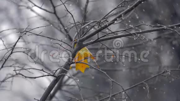 秋天的景象雪下的树上有一片孤独的黄叶视频的预览图