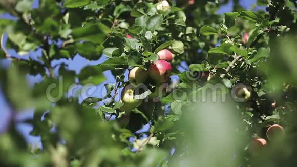 红苹果在树枝上绿叶在阳光下闪闪发光视频的预览图