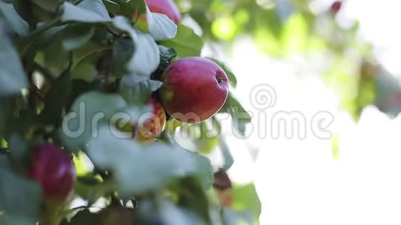 红苹果在树枝上绿叶在阳光下闪闪发光视频的预览图