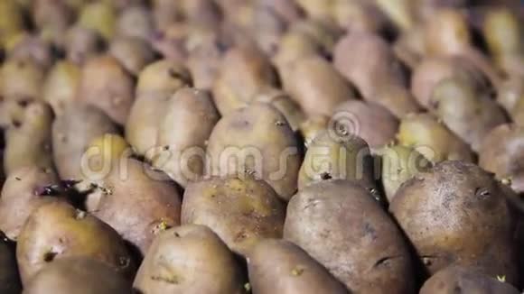 土豆在架子上视频的预览图